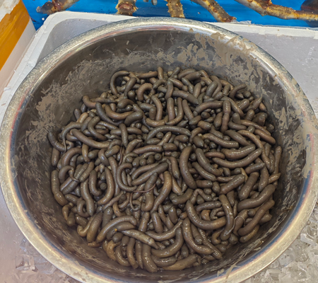 沙虫的功效与作用及食用方法 沙虫的功效与作用及食用方法