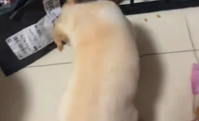 狗子护食跟别的狗不一样,是用爪子捂嘴护食 狗子护食跟别的狗不一样,是用爪子捂嘴护食