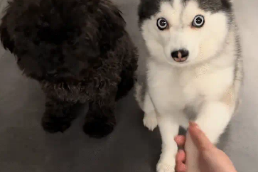 两只狗性格差异大,一只会握手,另一只不会 两只狗性格差异大,一只会握手,另一只不会