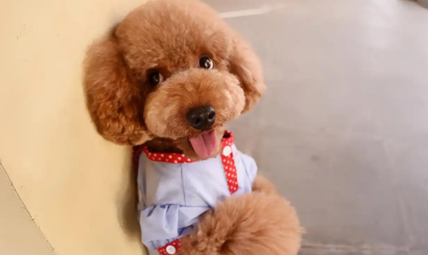 贵宾犬的优点和缺点是什么?看完你就明白了 贵宾犬的优点和缺点是什么?看完你就明白了