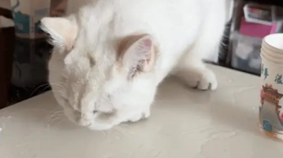 女子出差把猫寄养在舅妈家,小猫犯错后的行为让人惊讶 女子出差把猫寄养在舅妈家,小猫犯错后的行为让人惊讶