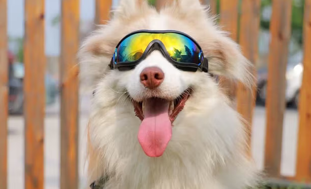 萌宠变潮咖！安罗尔宠物墨镜：颜值与场景适配的时尚之选