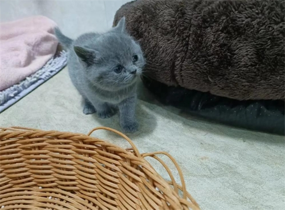 猫疥螨怎么治疗 猫疥螨怎么治疗
