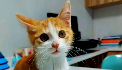猫咪肾病能治好吗