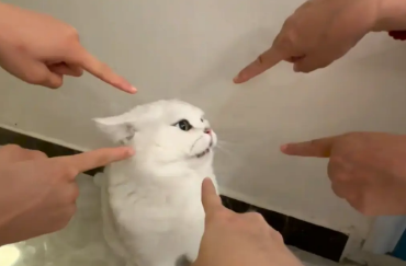 猫咪对人哈气,几人用手指猫咪 猫咪对人哈气,几人用手指猫咪