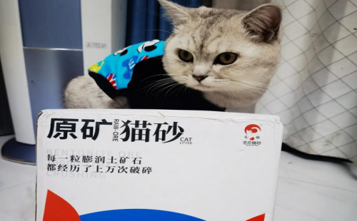 击爪猫砂