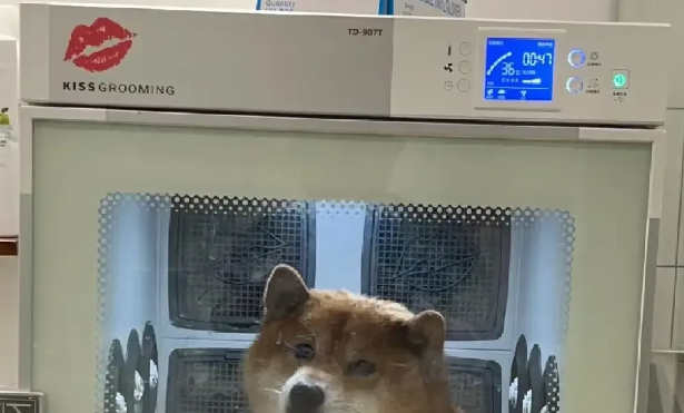kissgrooming烘干机好用吗