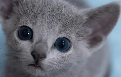 猫瘟治愈的几率大吗