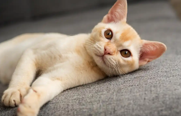 猫皮肤病溃烂是真菌感染吗 猫皮肤病溃烂是真菌感染吗