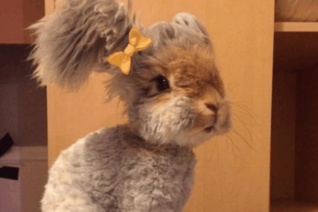 一只靠“美容逆袭”的长毛兔,最后还成了网红! 一只靠“美容逆袭”的长毛兔,最后还成了网红!