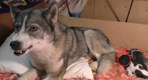 二哈生了一窝奶狗,主人想靠近却被驱赶,网友:这样很危险 二哈生了一窝奶狗,主人想靠近却被驱赶,网友:这样很危险