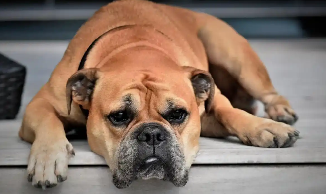 狗狗胆囊炎禁食禁水一般多久 狗狗胆囊炎禁食禁水一般多久