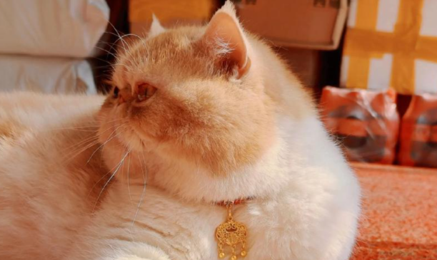 为什么很多人喜爱加菲猫?慵懒表象下藏着细腻的情感世界 为什么很多人喜爱加菲猫?慵懒表象下藏着细腻的情感世界