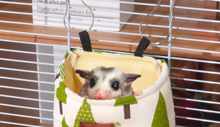 蜜袋鼯窝制作方法是什么?选择杜老汉蜜袋鼯吊床更省心! 蜜袋鼯窝制作方法是什么?选择杜老汉蜜袋鼯吊床更省心!