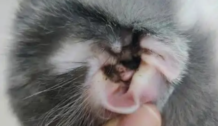 猫咪耳螨怎么彻底清除