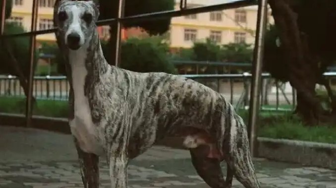 养宠科普：惠比特犬是通过哪些方式来辨别主人的？