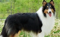 苏格兰牧羊犬聪明吗？高智商与高情商的完美结合