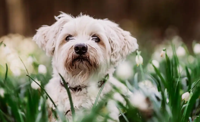 狗狗抽搐与脑炎有关联吗 狗狗抽搐与脑炎有关联吗