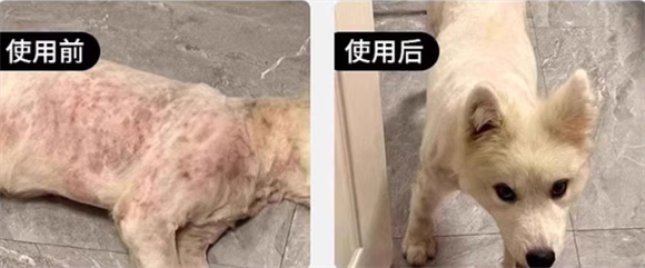 宠物皮肤病怎么治?邹润安宠物皮肤喷剂有何妙招 宠物皮肤病怎么治?邹润安宠物皮肤喷剂有何妙招