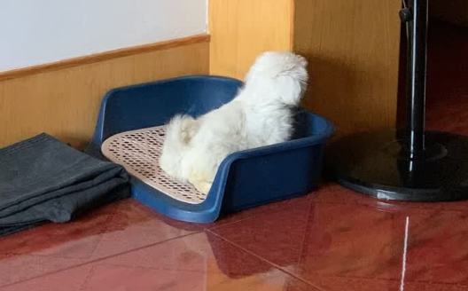 凭实力上榜狗厕所十大牌子!HELLOJOY狗厕所成养宠清洁好帮手 凭实力上榜狗厕所十大牌子!HELLOJOY狗厕所成养宠清洁好帮手