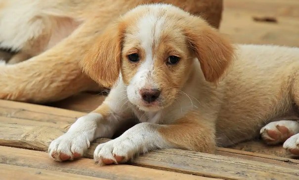 狗狗抽搐后需要补充哪些营养