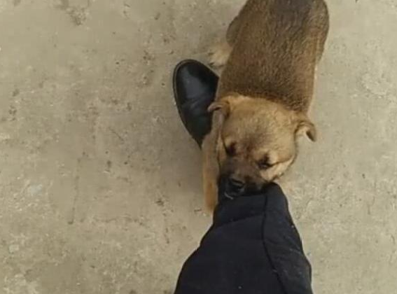 主人要出门工作,捡来的小狗抱腿不放,砰的一声让主人谢狗 主人要出门工作,捡来的小狗抱腿不放,砰的一声让主人谢狗