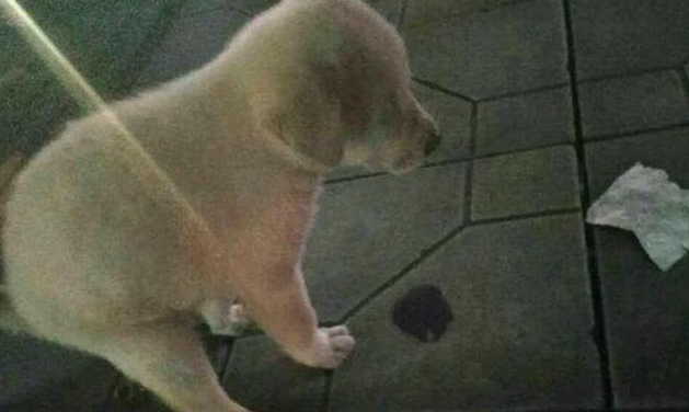 狗狗闭眼不停哀嚎，好心人将其送到医院，医生当场破口大骂