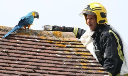 会三国语言鹦鹉被困屋顶三天,消防员来救时竟爆粗口 会三国语言鹦鹉被困屋顶三天,消防员来救时竟爆粗口