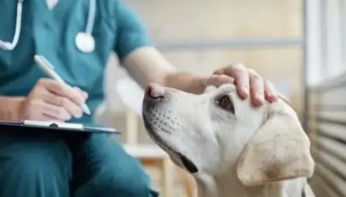 怎么判断狗狗眼睛失明