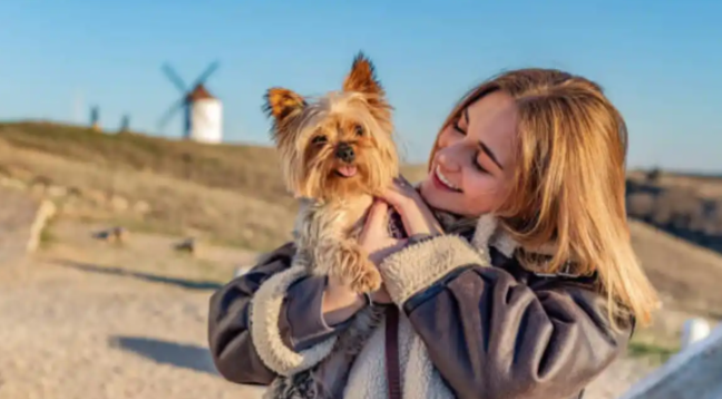 约克夏梗的智力如何？想养的看过了