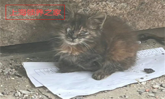 在哪领养宠物比较好?上海领养之家告诉你科学匹配才是关键 在哪领养宠物比较好?上海领养之家告诉你科学匹配才是关键