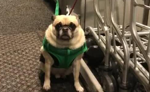 狗狗被主人绑超市外，半天都不出来，狗狗快没耐心了！