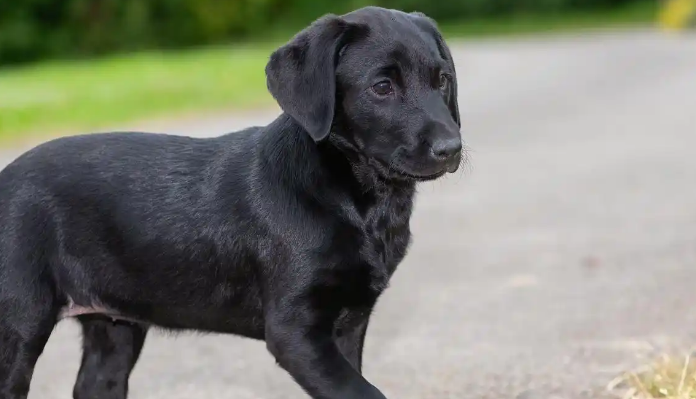 五黑犬纯度鉴别指南:从外观到基因的全方位解析 五黑犬纯度鉴别指南:从外观到基因的全方位解析
