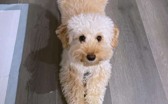 马尔泰犬:一种聪明但难驯服的宠物 马尔泰犬:一种聪明但难驯服的宠物