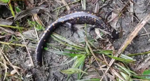 梵净山发现国家二级保护两栖动物——贵州拟小鲵 梵净山发现国家二级保护两栖动物——贵州拟小鲵