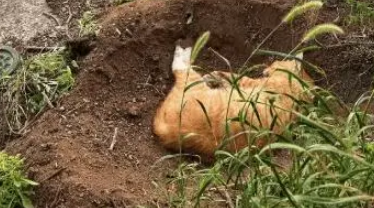 小姐姐发现一只流浪橘猫,以为在吹风晒太阳,没想到已经去了喵星 小姐姐发现一只流浪橘猫,以为在吹风晒太阳,没想到已经去了喵星