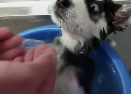 给哈士奇洗澡,这表情让主人吓一跳! 给哈士奇洗澡,这表情让主人吓一跳!