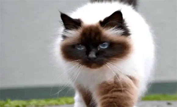 伯曼猫耳螨严重怎么办?一起来看看解决方法~ 伯曼猫耳螨严重怎么办?一起来看看解决方法~