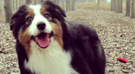 澳洲牧羊犬是禁养犬吗?多城明确,养宠前需看清这些规定 澳洲牧羊犬是禁养犬吗?多城明确,养宠前需看清这些规定