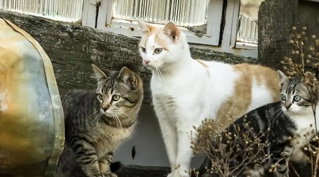 流浪猫的生存境况是如何的?看完,还忍心弃养你的猫吗? 流浪猫的生存境况是如何的?看完,还忍心弃养你的猫吗?