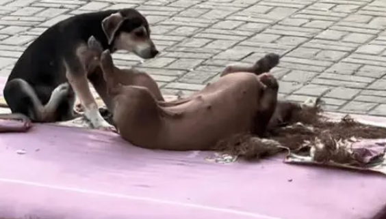 流浪狗在人类扔掉的床垫子上玩耍打闹，好像有了家一样开心幸福