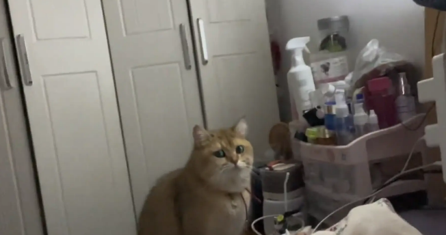 女子在家练弹舌，猫咪一脸担忧又疑惑。猫：治好了也是流口水 