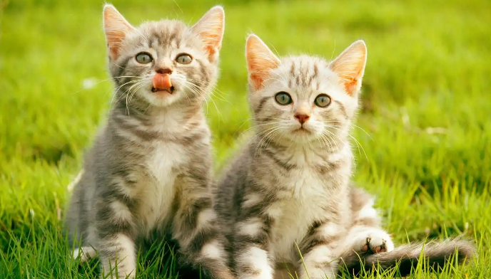 猫咪皮肤出现肿块可能是什么病