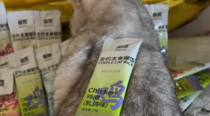猫咪湿粮哪个牌子好性价比高？雀然重新定义猫主食的营养新范式