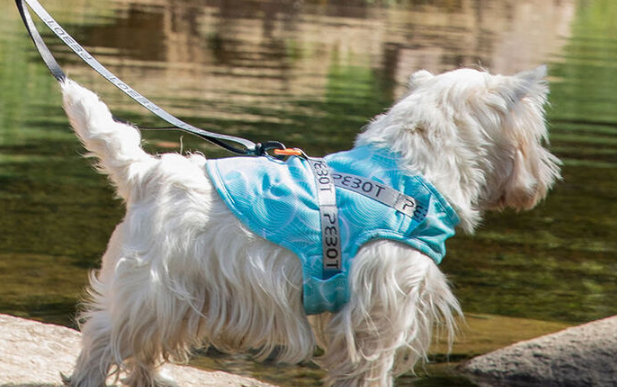 pebot宠物背心降温效果如何 pebot宠物背心降温效果如何