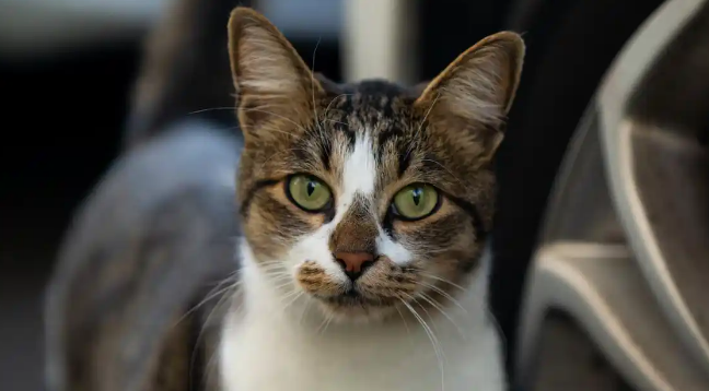 流浪猫养多久才认主人?从躲藏到黏人:这些细节决定成败 流浪猫养多久才认主人?从躲藏到黏人:这些细节决定成败