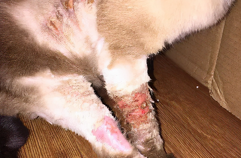 得了脓皮症的猫该怎么办