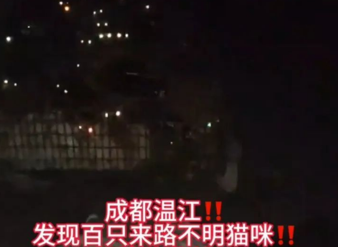 成都一猪肉加工点圈养大量流浪猫?涉事场所已依法取缔 成都一猪肉加工点圈养大量流浪猫?涉事场所已依法取缔