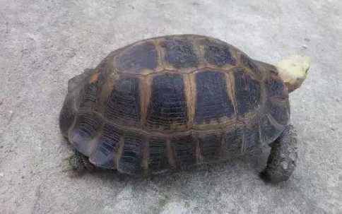 缅甸陆龟的饲养禁忌是什么?一篇文章给你讲清楚 缅甸陆龟的饲养禁忌是什么?一篇文章给你讲清楚
