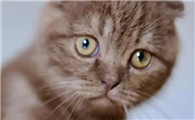 猫鼻支眼睛发炎症状有哪些